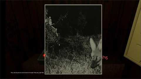 动物观察员下载